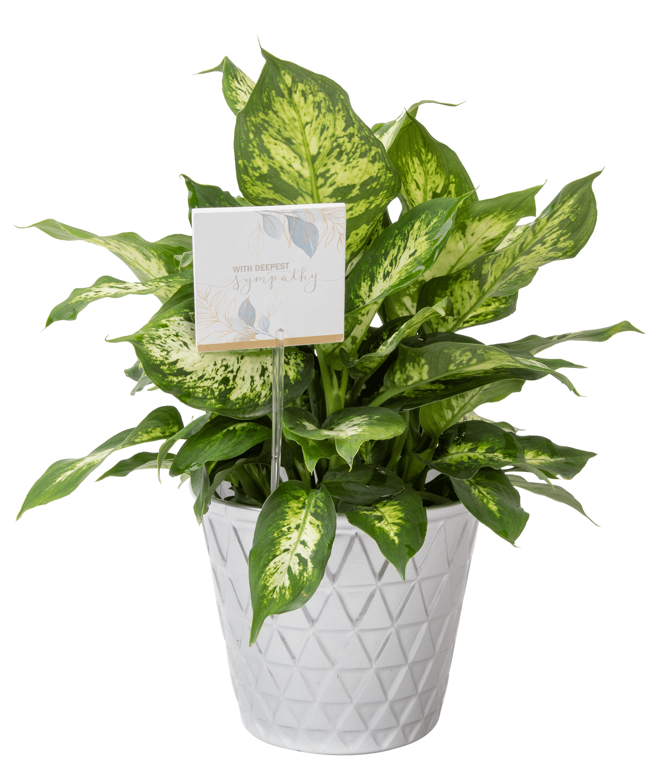 Costa Farms Live Indoor 12in. Tall Dieffenbachia Plant in