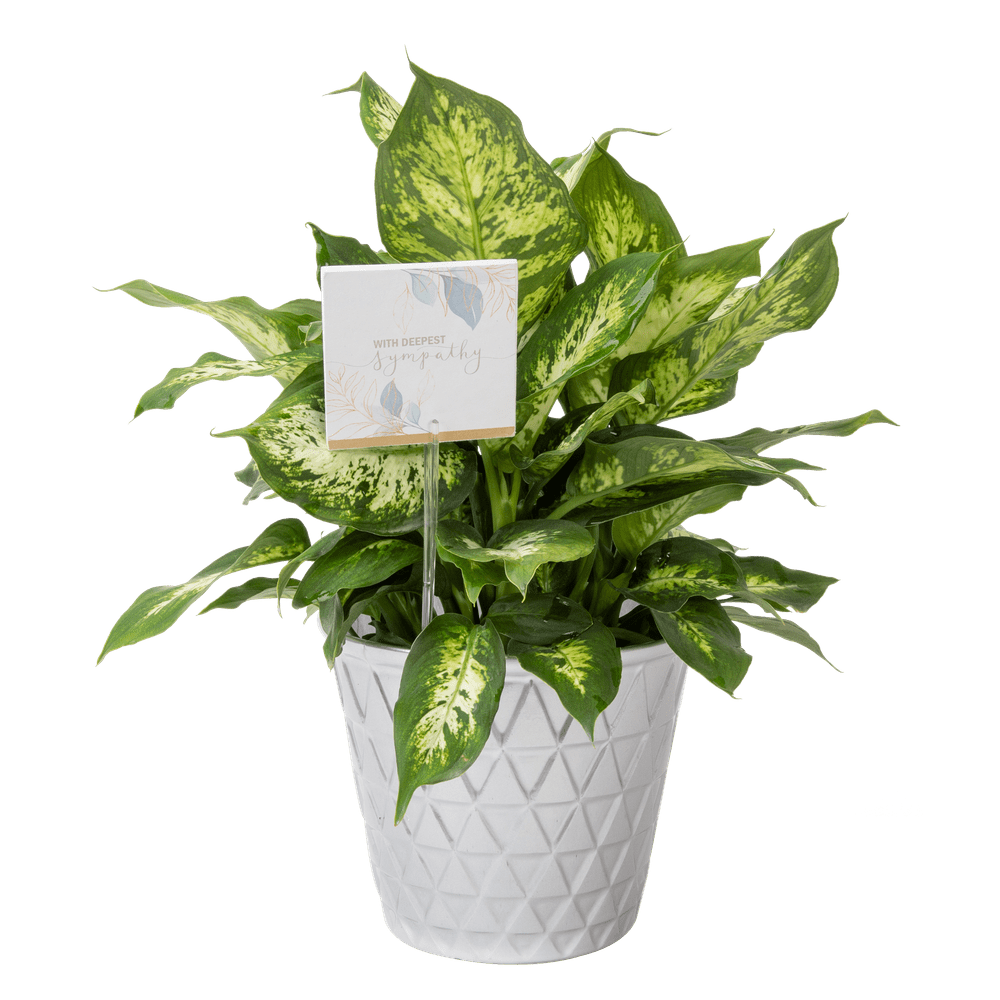 Costa Farms Live Indoor 12in Tall Dieffenbachia Plant In 6in Pot
