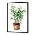 thumbnail image 3 of Designart 'Ficus Benjamina Plant In Clay Flowerpot' Traditional Framed Canvas Wall Art Print, 3 of 5