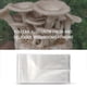 thumbnail image 4 of Bolsas de Hongos de 100 Unidades/Bolsas de Cultivo de Hongos/Filtro Farm-Mushroom Spawn 0.2, Polipropileno 2.5, 4 of 5