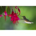 thumbnail image 1 of Posterazzi DPI1766749 Affiche de Colibri Imprimé par Raven Regan, 17 x 11, 1 of 1