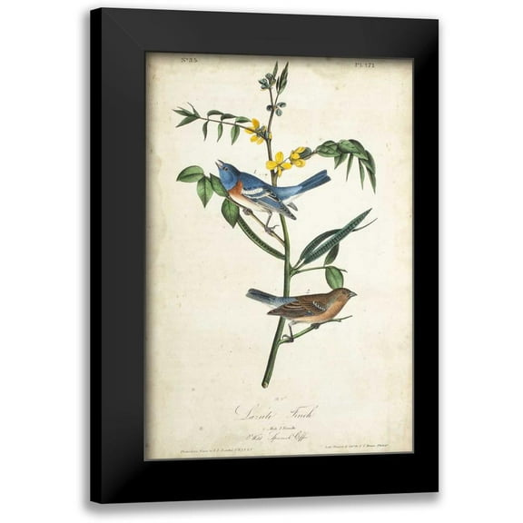 Audubon, John James 11x14 Black Modern Framed Museum Art Print Titled - Delicate Bird and Botanical IV