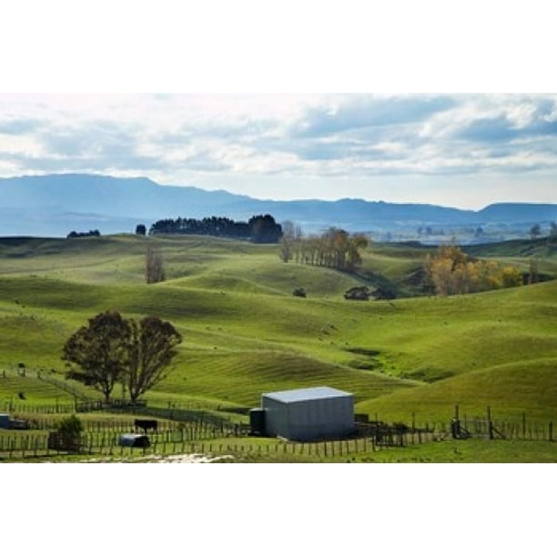 auto electrical services taihape