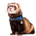 thumbnail image 1 of Productos para mascotas Bell Collar Marshall para hurones (azul), 1 of 8