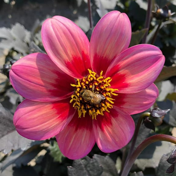 Dahlegria Tri-Colore Dahlia Flower Tubers - 3 Tubers per Pack - Grows Well in Containers - Ready to Plant - Attracts Butterflies and Hummingbirds - Deer Resistant - Good as Cut Flowers