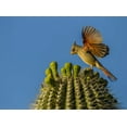 thumbnail image 2 of Illg, Cathy and Gordon 24x19 White Modern Wood Framed Museum Art Print Titled - AZ, Sonoran Desert Pyrrhuloxia on saguaro buds, 2 of 4