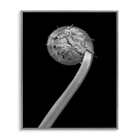 Stupell Industries Contemporary Fiddlehead Fern on Black Gray Framed Giclee Art, 16 x 20, by Tina Leto