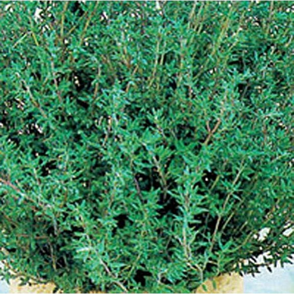 Thyme Common Great Garden Herb by Seed Kingdom Bulk 1/4 Lb Seeds