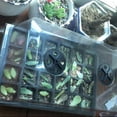 thumbnail image 3 of Limei Good Succulent Tray 24 Drainage Hole for Flower Reusable, 3 of 7