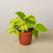 Philodendron 'Neon' - 4" Pot