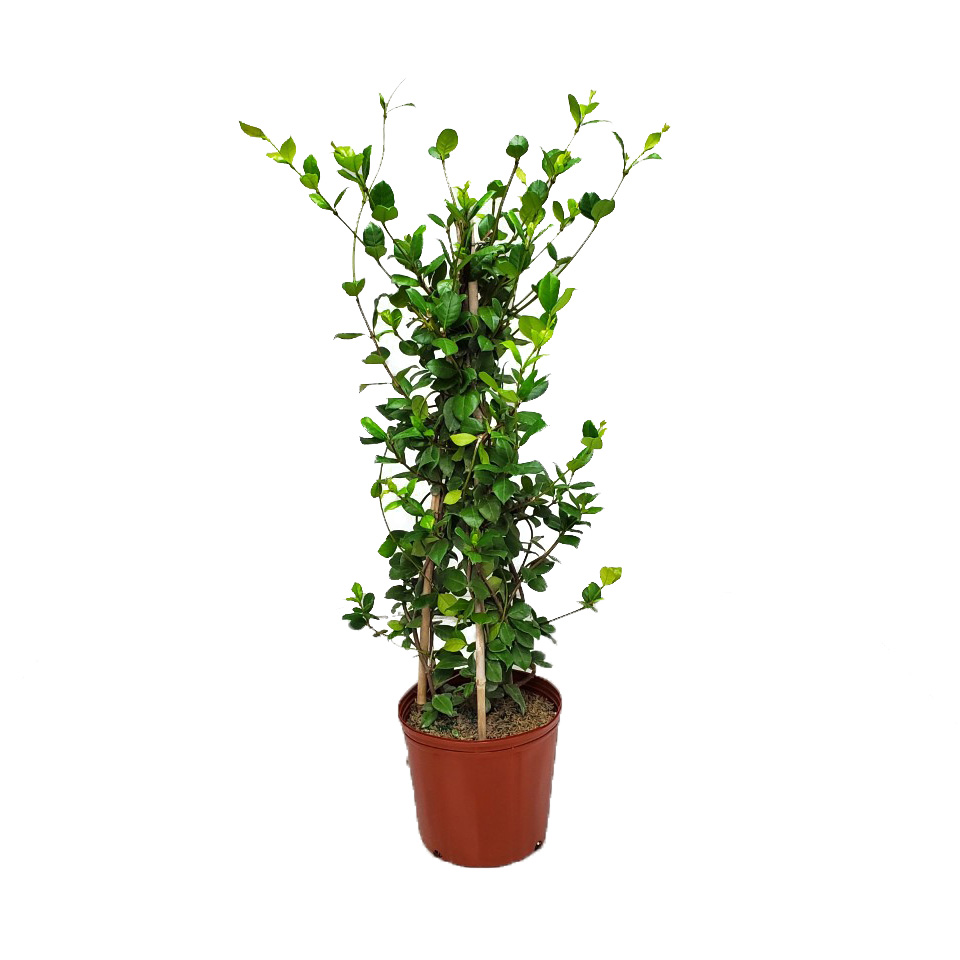Tropical Plants of Florida 36" Confederate Jasmine Vine Plant on a
