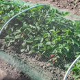 thumbnail image 2 of Bird protection net Fine mesh Cat net Window Without drilling Bird net Balcony 1.5 x1.5cm large for farms Viticulture and orchard,1x10m, 2 of 5