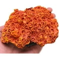 thumbnail image 5 of Holzlrgus 1Pc of Polyresin Coral Ornaments, Aquarium Coral Decor for Fish Tank Aquarium Decoration 5.11" x 3.93" x 2.75", 5 of 6