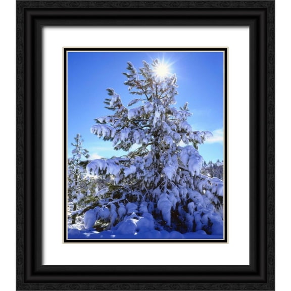 Talbot Frank, Christopher 26x30 Black Ornate Wood Framed with Double Matting Museum Art Print Titled - California, Cleveland NF, Laguna Mts Snowy trees