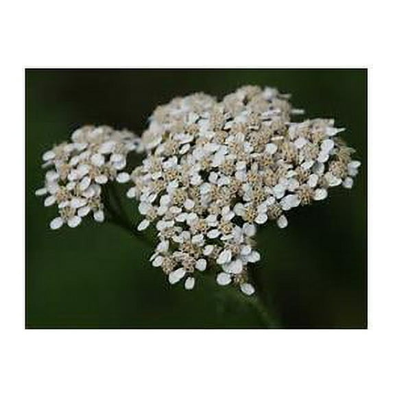 Seed Kingdom 2000 White Yarrow Flower Seeds, Fragrant Leaves