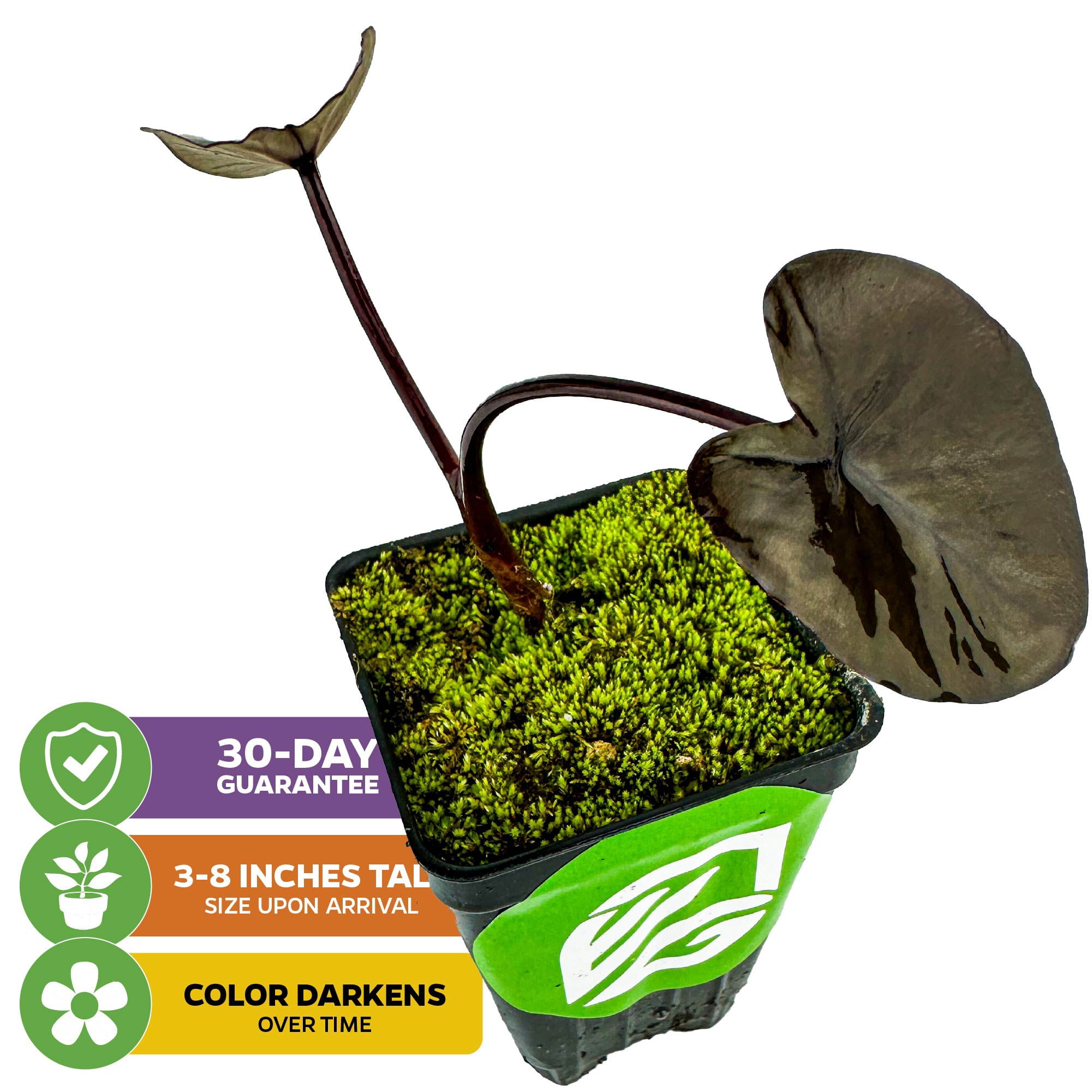 (2-Pack) Black Magic Elephant Ear Live Plant - Colocasia esculenta by Wellspring Gardens - Ideal for Gardens & Containers - Great for Indoor Houseplants, Outdoor Landscaping & Garden Plantin