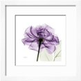 thumbnail image 2 of Purple Rose, Botanical Framed Art Print Wall Art by Albert Koetsier Sold by Art.Com, 2 of 6