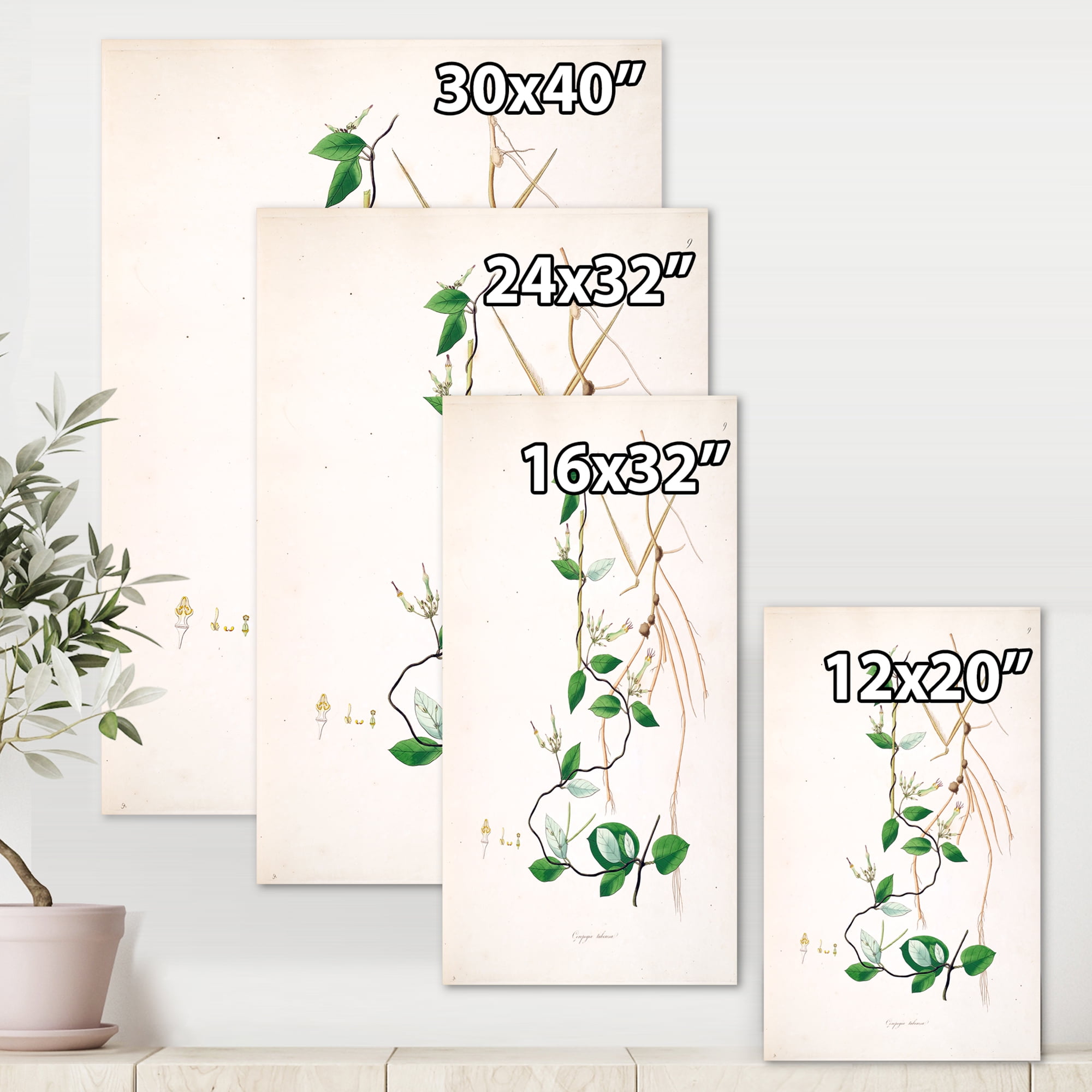 Designart ' Ancient London Plants IV ' Farmhouse Canvas Wall Art Print