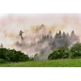 thumbnail image 2 of Jones, Adam 32x23 White Modern Wood Framed Museum Art Print Titled - Hillside of evergreen trees among fog-Bald Hills Road-California, 2 of 4