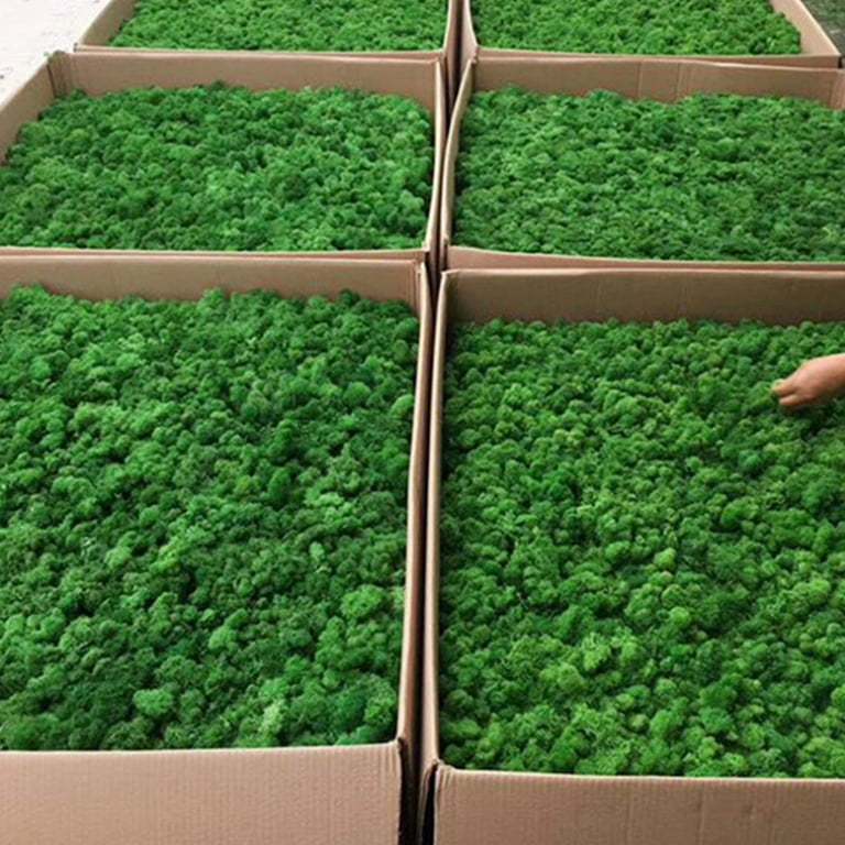 Pextian Green Moss for Crafts, Fake Moss for Potted Plants, Artificial  Preserved Moss for Wall Decor, Terrariums, DIY Project, Table Centerpieces