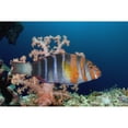 thumbnail image 2 of Australia  The Harlequin Tusk Fish  Choerodon Fasciatus  Wrasse Family Poster Print, 2 of 2