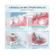 thumbnail image 3 of Irrigador Bucales Limpiador portátil color blanco, 3 of 4