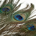 thumbnail image 4 of Natural Peacock Feather 10PCS Natural Peacock Feather For House DIY Craft Holiday Wedding Decorations, 4 of 8