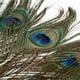 thumbnail image 3 of Pluma de pavo real natural para manualidades y decoraciones – Paquete de 10, 3 of 9