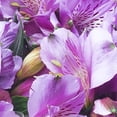 thumbnail image 3 of Bouquet de alstromeria 10 tallos, 3 of 4