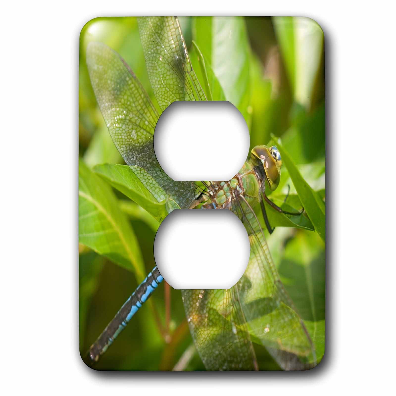 Common Green Darner on Water Primrose in wetland Effingham Co. IL 2 plug outlet cover lsp209575