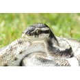 thumbnail image 7 of Hi-Line Gift 87680-B Regius Ball Python Statue, 7 of 7