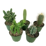 Weki Artisan Grown Cactus Collection  5 Live Cacti Plants in 4 Inch Pots  Growers Choice - Hand-Picked for Beauty  Perfect Plant Assortment for Indoors or Outdoors