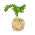 thumbnail image 2 of 500 Seeds GIANT PRAGUE CELERIAC Apium Graveolens Rapaceum Vegetable Seeds, 2 of 9