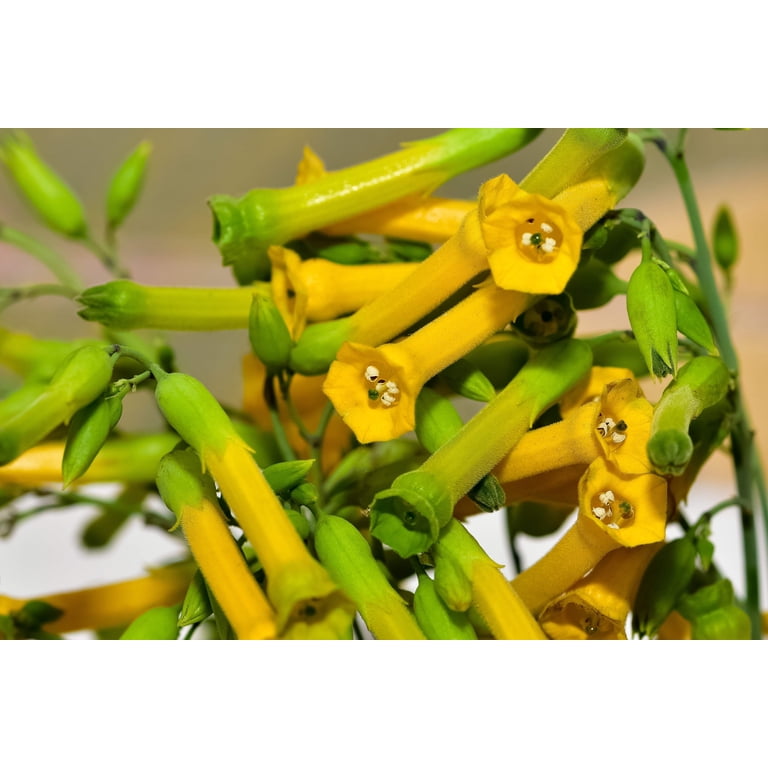 shrub tobacco 250 TREE TOBACCO Nicotiana Glauca Yellow Trumpet Flower Herb Shrub Seeds