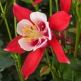 Better Homes & Gardens 2.5 Quart Yellow Aquilegia Columbine Perennial