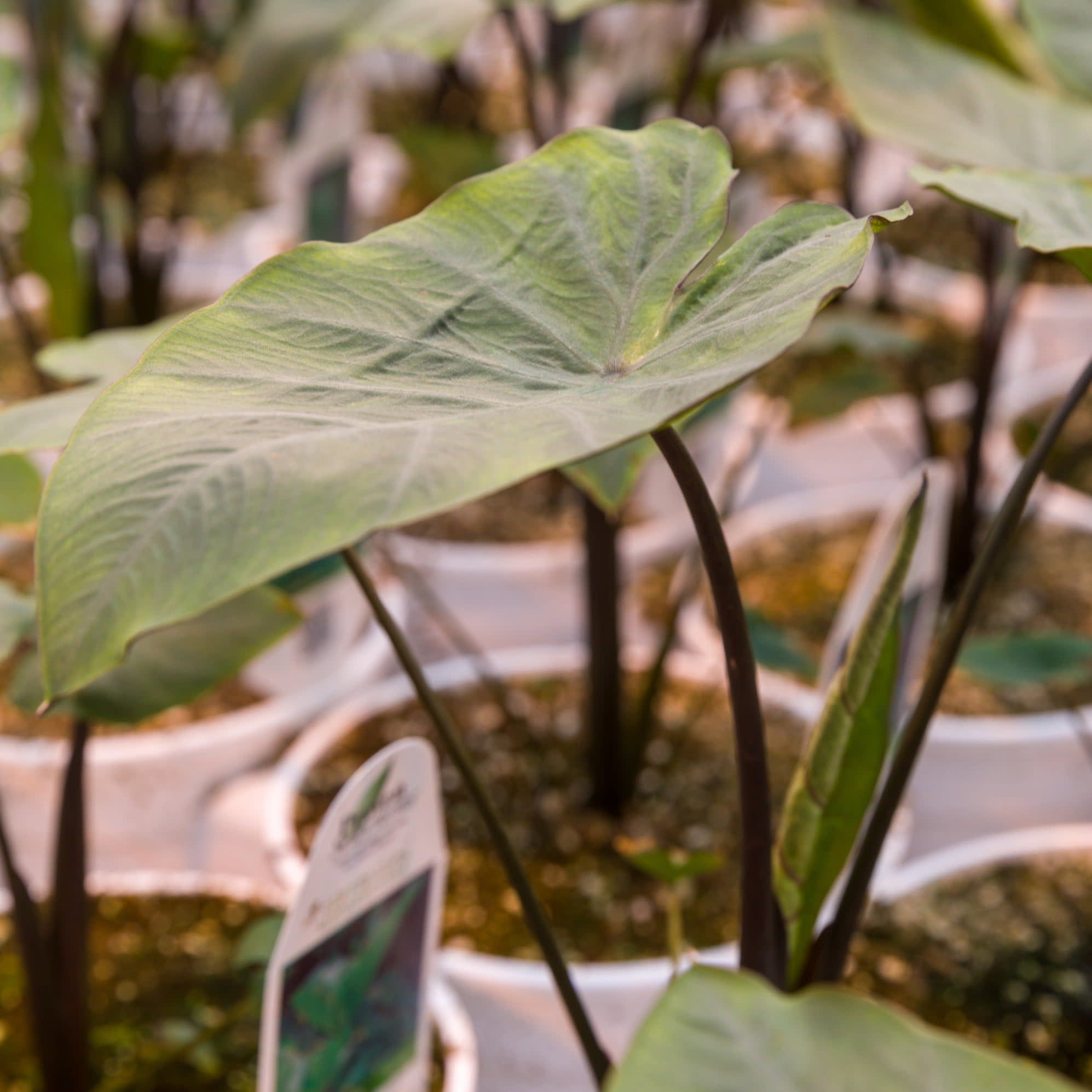Proven Winners 8" Island Giants Coffee Cups Elephant Ear Live Plant in 6.5" Pot