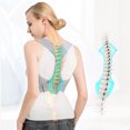 thumbnail image 4 of SPRING PARK Adjustable Back Corrector Belt Magnetic Back Shoulder Support Posture Corrector Braces Magnet Back Posture Support, 4 of 7