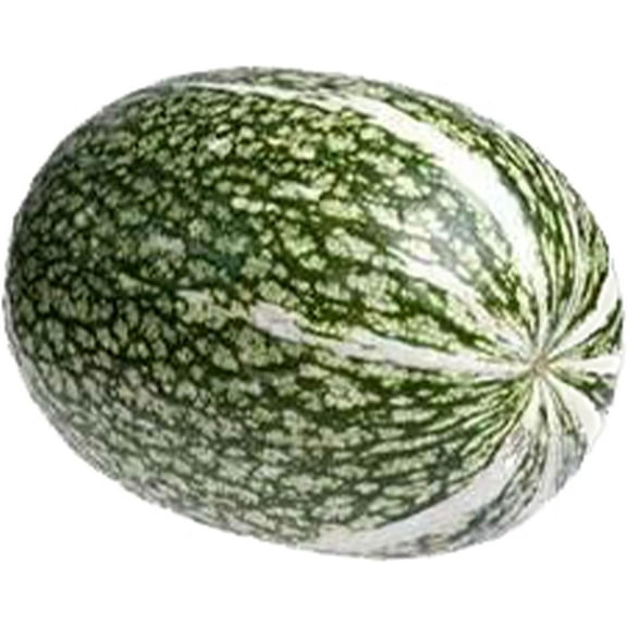 Squash Seeds, Winter - Shark Fin Squash Gom Bo - 2 g Packet ~10 Seeds - Non-GMO, Heirloom - Asian Garden Vegetable