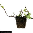 thumbnail image 4 of Petiolaris Climbing Hydrangea Bare Root Starter Flowering Vine (1-Pack), 4 of 4