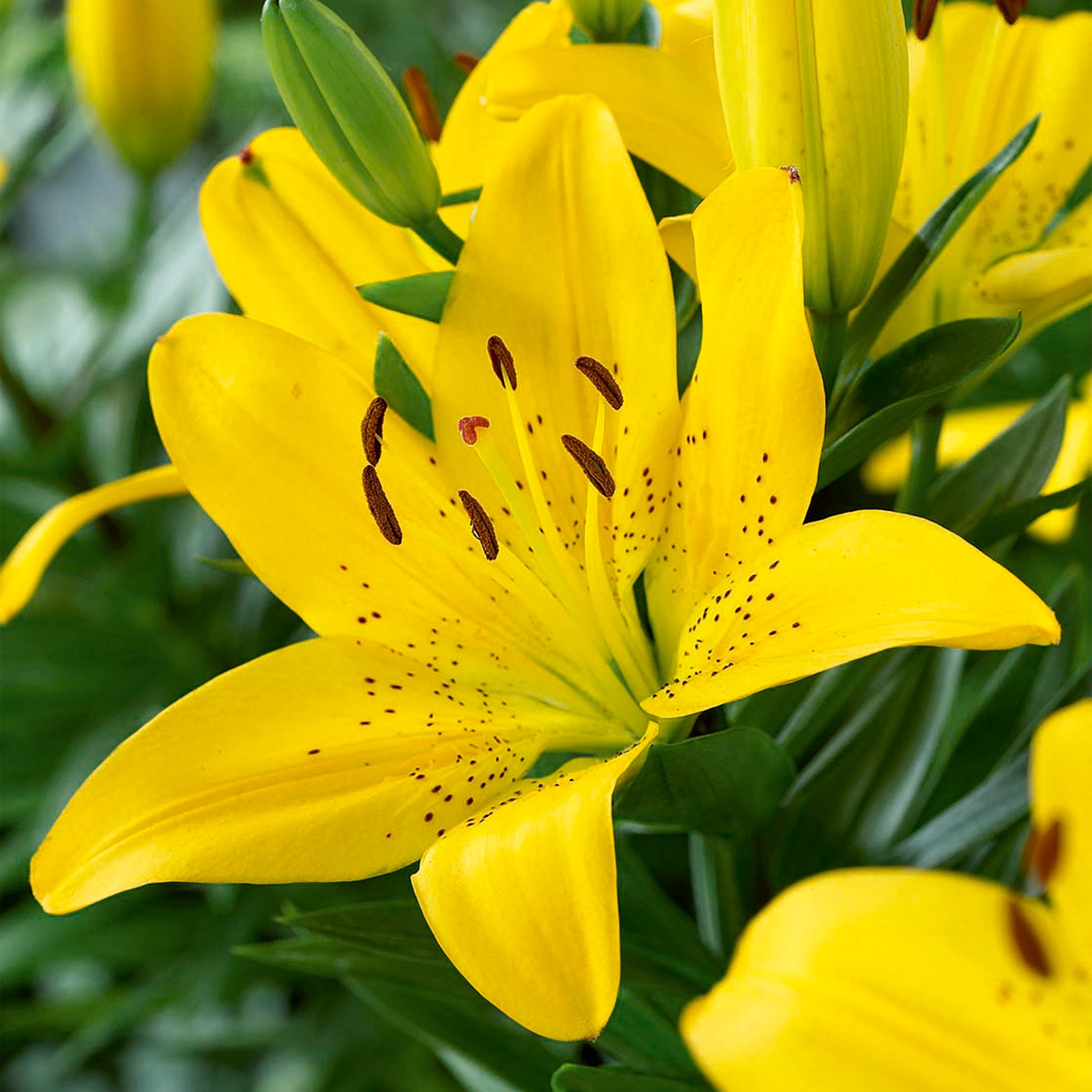 Garden State Bulb Asiatic Lily Golden Matrix Flower Bulbs, 14/16 cm ...