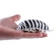 thumbnail image 5 of Broma eléctrica RC perfke insectos infrarrojos, 5 of 9