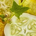 thumbnail image 4 of 100 *Seeds LEMON CUCUMBER Cucumis Sativus Fruit Vegetable Seeds, 4 of 7