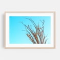 thumbnail image 2 of Ocotillo in the Fall - Mojave Desert - California Photography Unframed Wall Art Print 8 x 12 inches, 2 of 7