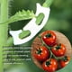 thumbnail image 5 of Plantas Para Entrenamiento De Bajo Estrés Y Extractor De Ángulo De Entrenamiento De Plantas, Herramienta De Doblado Para Plantas En Maceta, Plántulas, Árboles Frutales Scienceny HA043076-00, 5 of 6