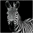 thumbnail image 3 of Van Swearingen, Debra 15x15 Black Modern Framed Museum Art Print Titled - Zebra II Square, 3 of 5