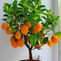 CZ Grain 20 Bonsai Orange Tree Seeds, Fast Grower