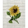 thumbnail image 3 of Bailey, Ann 20x24 Black Modern Framed Museum Art Print Titled - Sunflower Print 1, 3 of 5