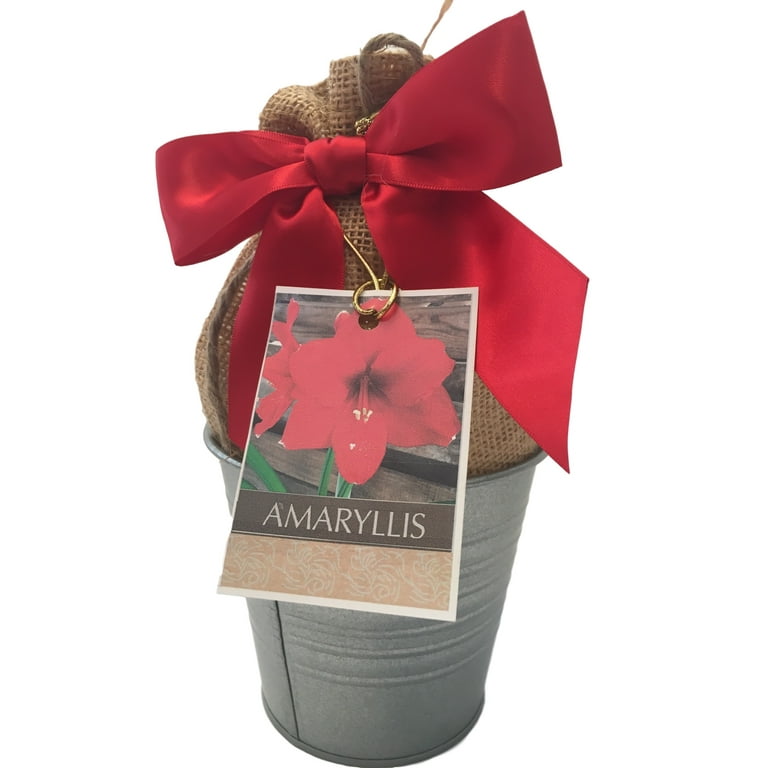 Red Lion Amaryllis Bulb in a Rustic Silver Tin Pot, With a Burlap Sack, a Red Ribbon and a Professional Growing Medium Red Lion Amaryllis Bulb in a Rustic Silver Tin Pot, With a Burlap Sack, a Red Ribbon and a Professional Growing Medium