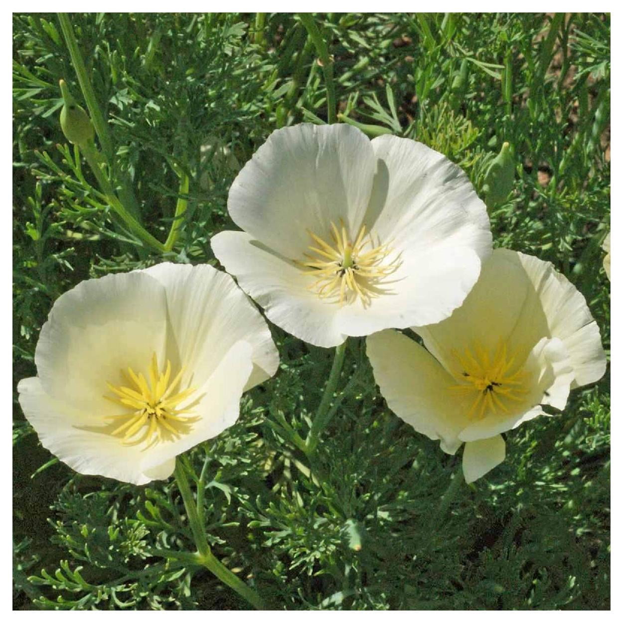 Everwilde Farms - 1 lb White Linen California Poppy Garden Flower Seeds - Gold Vault Bulk Seed Packet