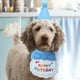 thumbnail image 4 of 1 Juego de sombrero de cumpleaños para perro, babero para gato, sombrero de cumpleaños para gato, traje de cumpleaños para perro, suministros de fiesta de cumpleaños para mascotas, 4 of 6
